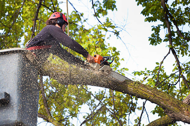 Best Local Tree Services  in Bellevue, ID